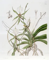 Plectrelminthus caudatus